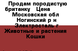 Продам породистую британку › Цена ­ 1 000 - Московская обл., Ногинский р-н, Электросталь г. Животные и растения » Кошки   